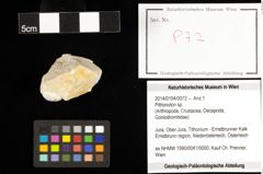 Foto (Objekt + Etiketten) von Pithonoton sp. 